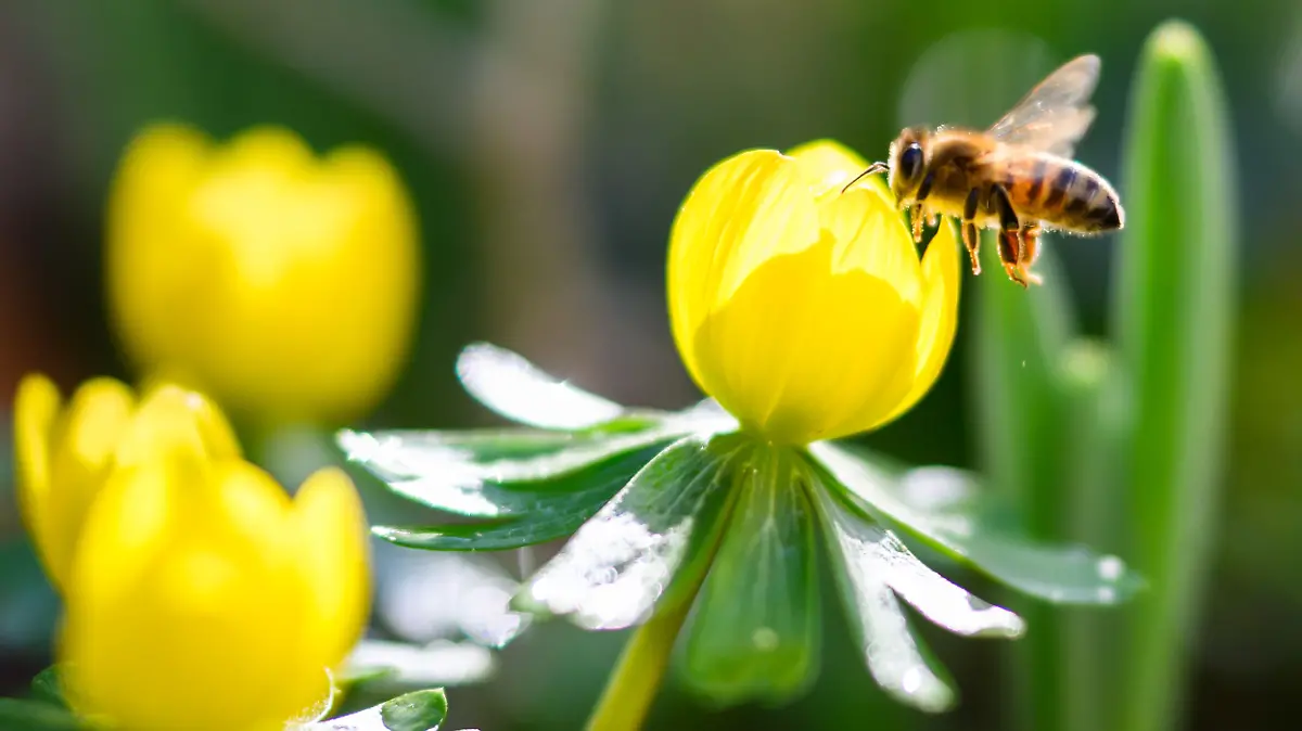 Now the records are shaking – Germany is warmer than Mallorca!