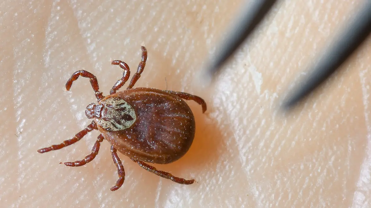 New map shows where there is also a tick alarm in Germany