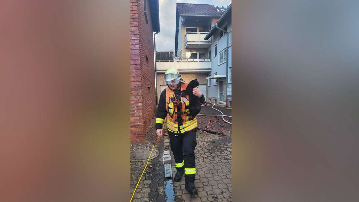 Fire in an apartment building – firefighters save cat from apartment