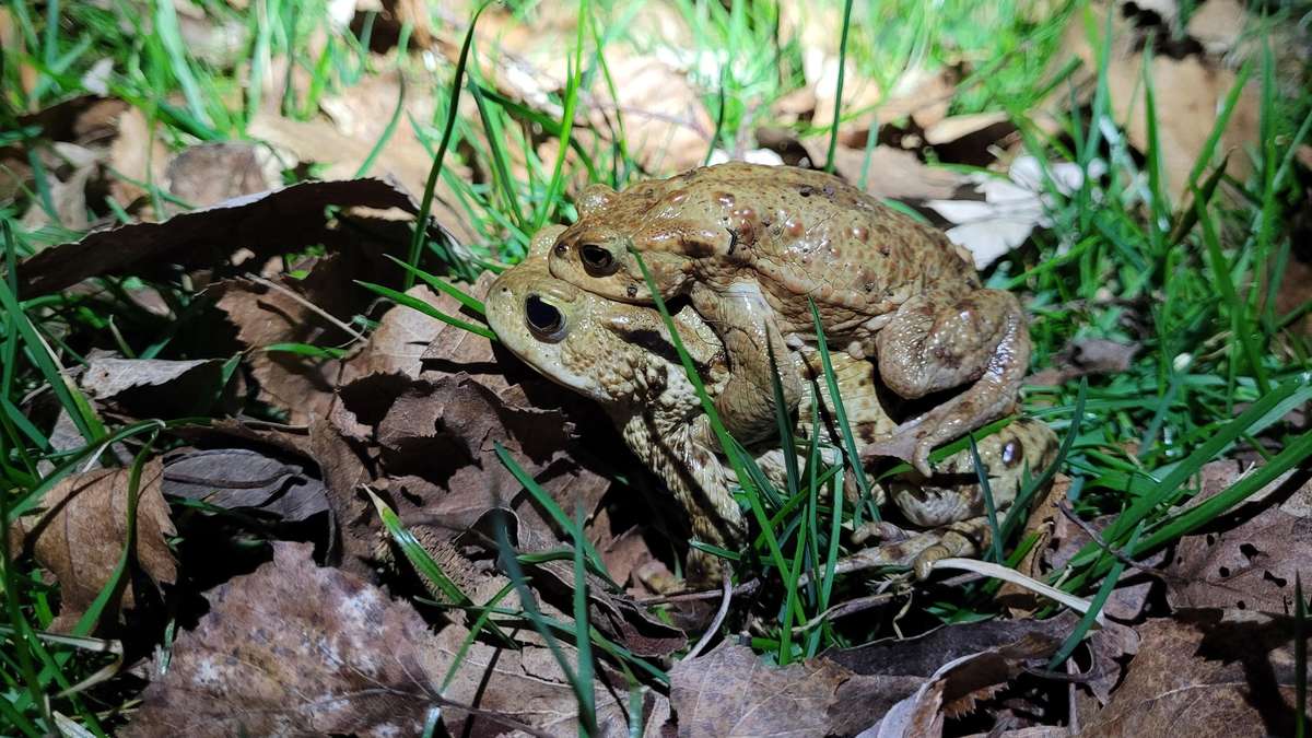 Danger on the road: The annual toad migration begins