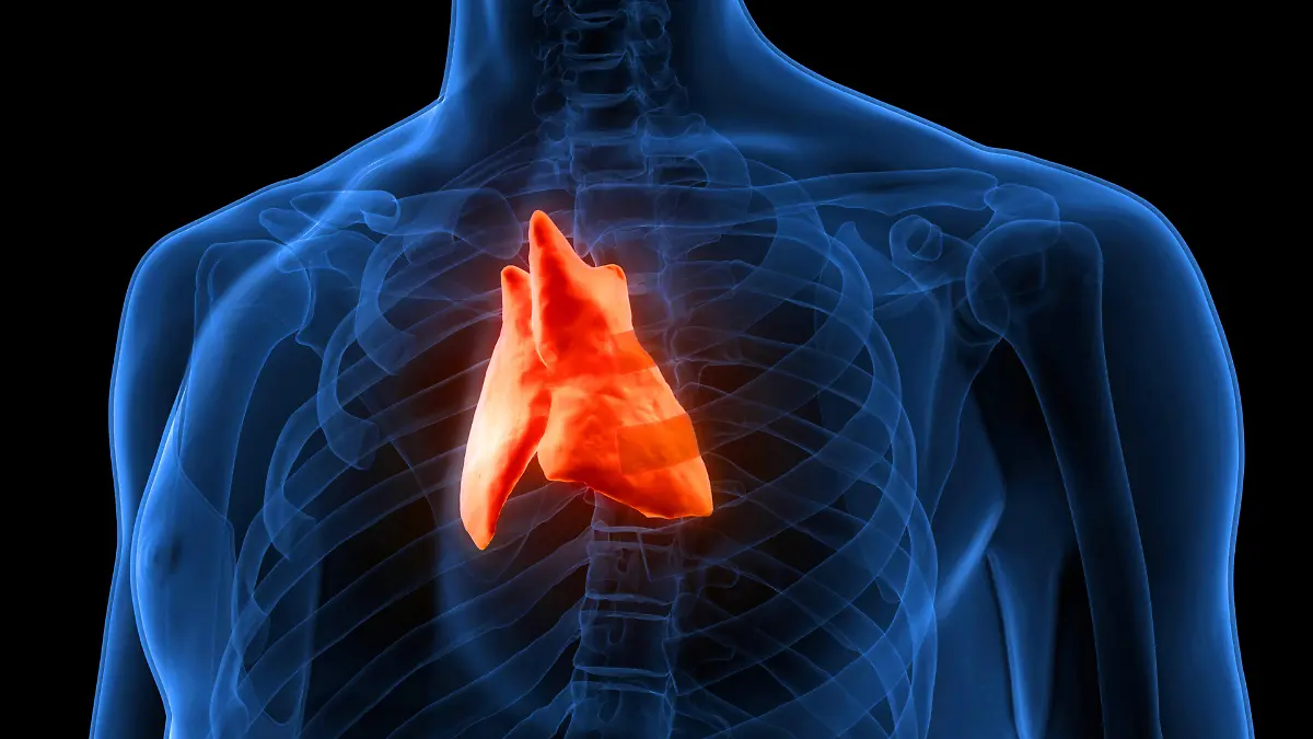 The “forgotten organ” thymus – researchers discover that it determines our age