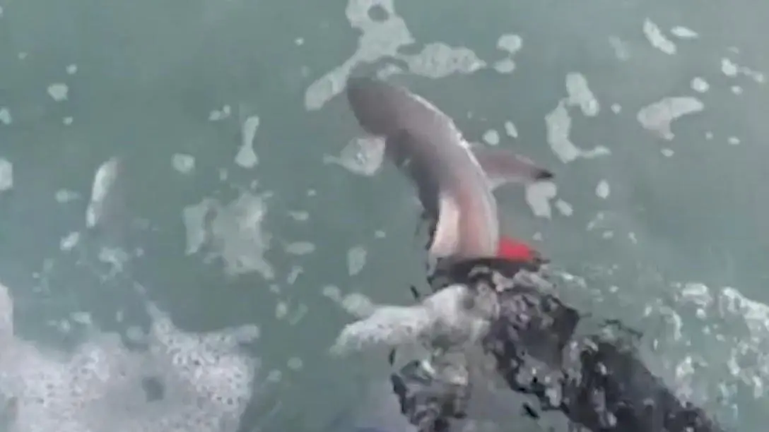 Divers save babies from dead shark – but the internet criticizes them for it!