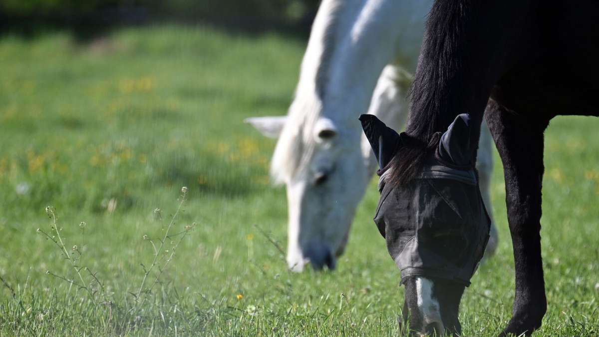 Men charged with poaching: horse dies after being shot