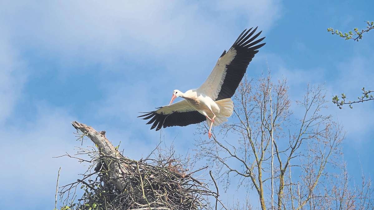 White stork population in Kinzigtal is declining for the first time since 2000