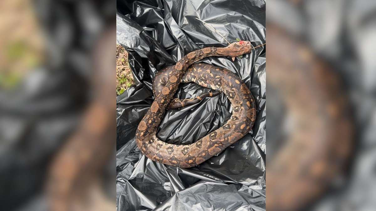 Walker finds constrictor snake in waters near Schotten