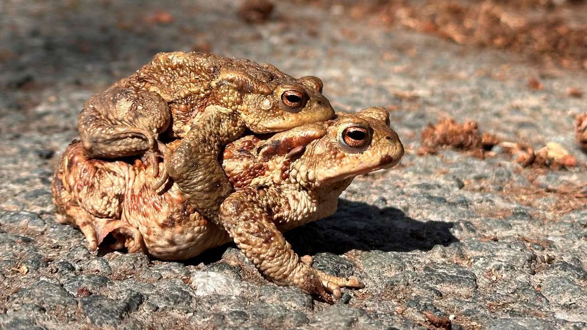 Picture of the week in week 16: Toads before mating