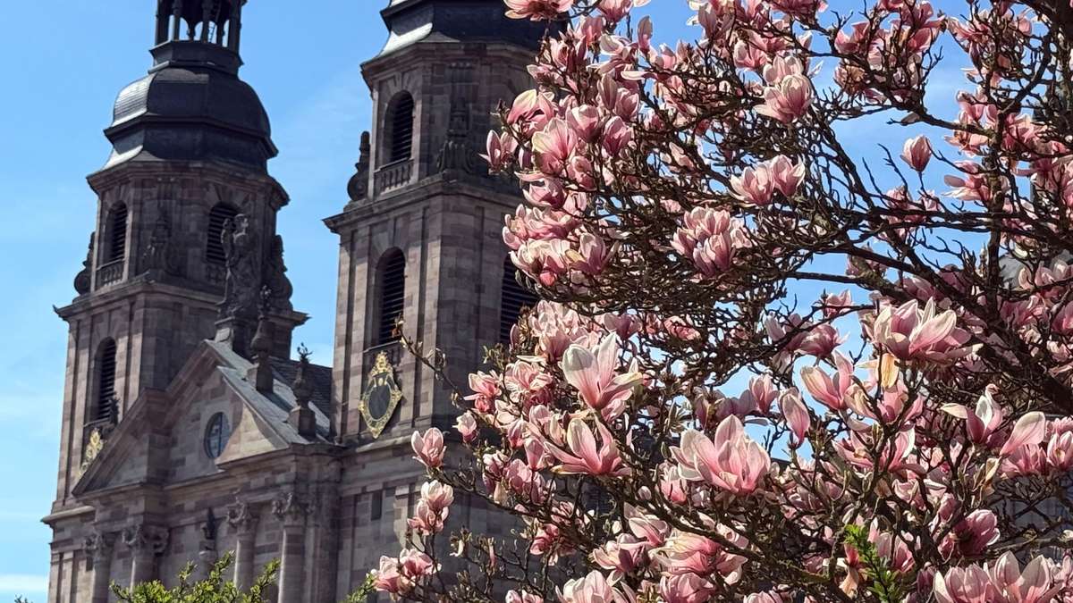 Magnolias and the cathedral in the sunshine