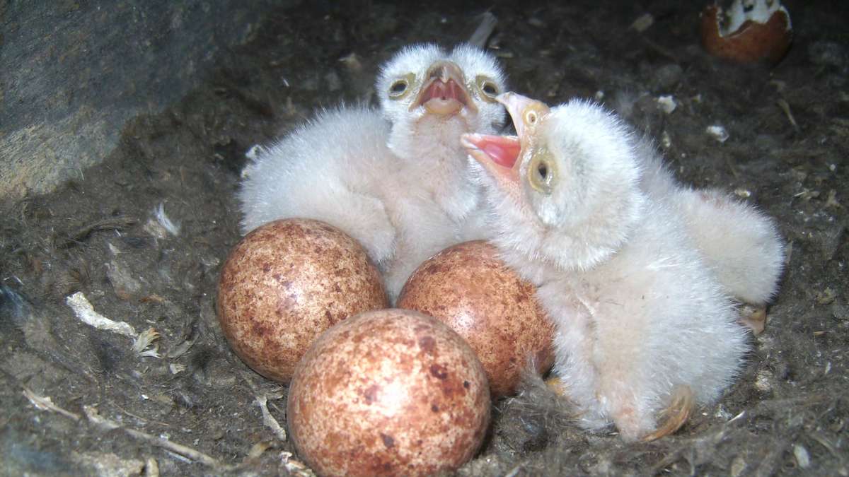 Conservationists are creating new breeding quarters in Mottger's church tower
