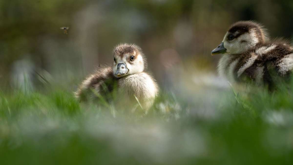 Bird flu suspected in Vogelsberg: dead goose chicks found