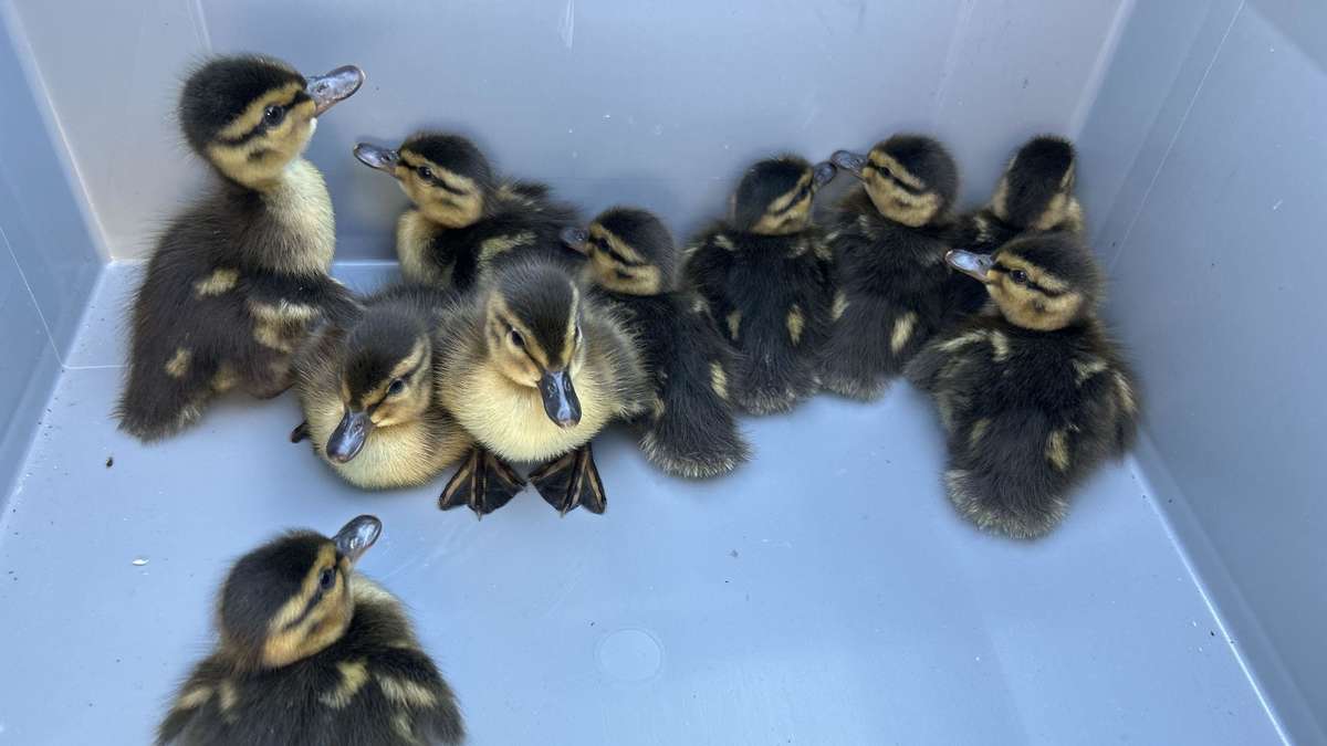 Ducklings rescued by police and fire brigade on A66 in Hesse