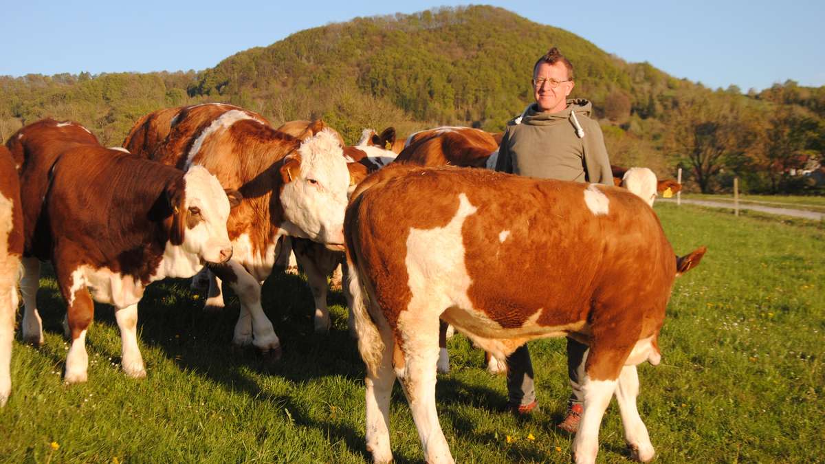 Unknown people steal mother cow from Rhön pasture – calf alone