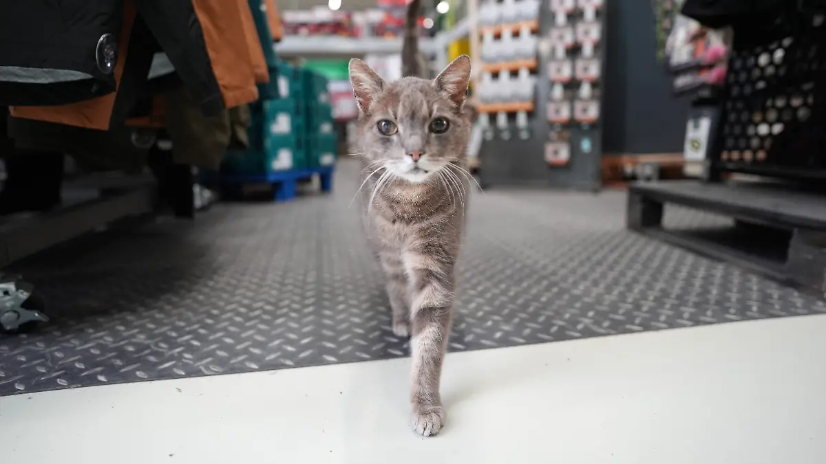 Lotti the cat lives in the Plön hardware store