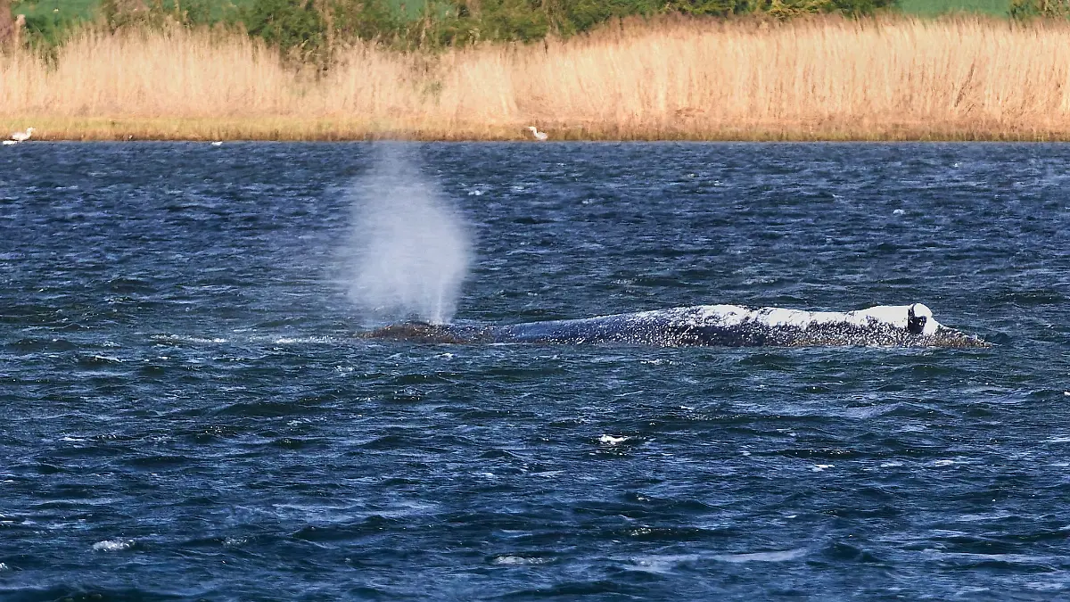 His lifeboat is ready! What happens to him now?
