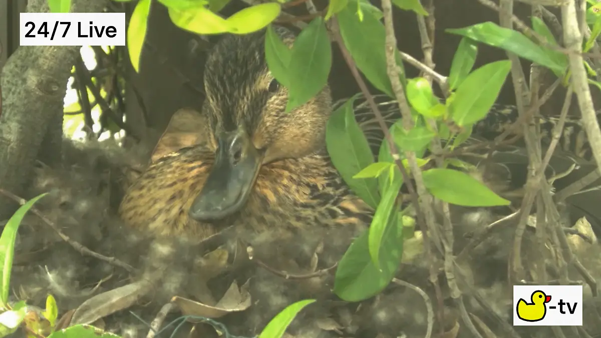 What should the mother duck be called?