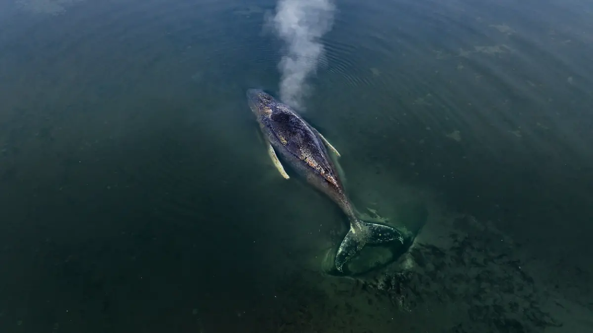 The sinking water could be fatal to whale Timmy