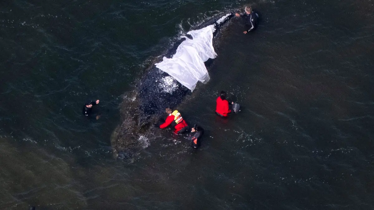 Helpers dredge a channel for stranded whale Timmy – new rescue attempt at the weekend