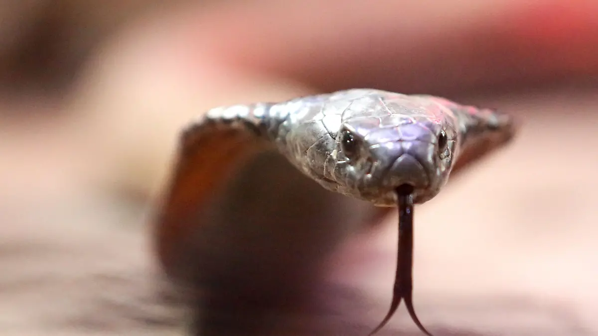 German holidaymaker dies in snake show