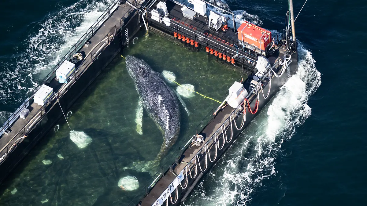 Whale Timmy's song provides hope – but marine biologist Lisa Klemens warns