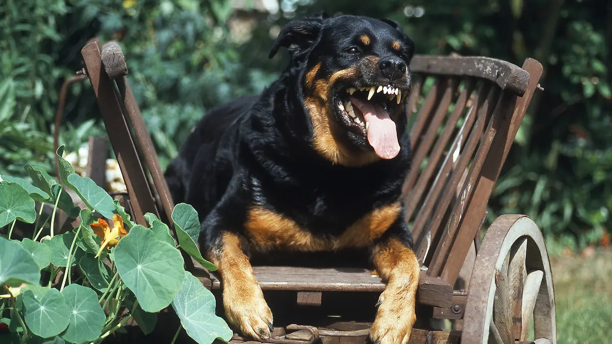 Child molester Dirk K. sets his Rottweiler on people