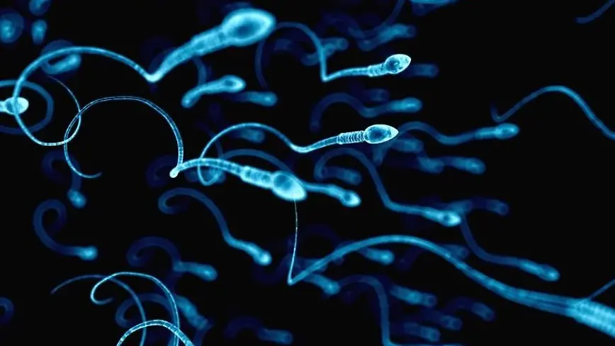 Sperm Race! The healthiest man in the world is being sought here
