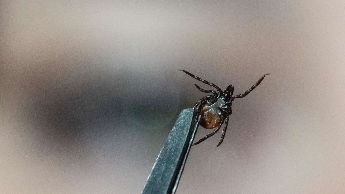 Ticks are becoming a year-round problem in Hesse