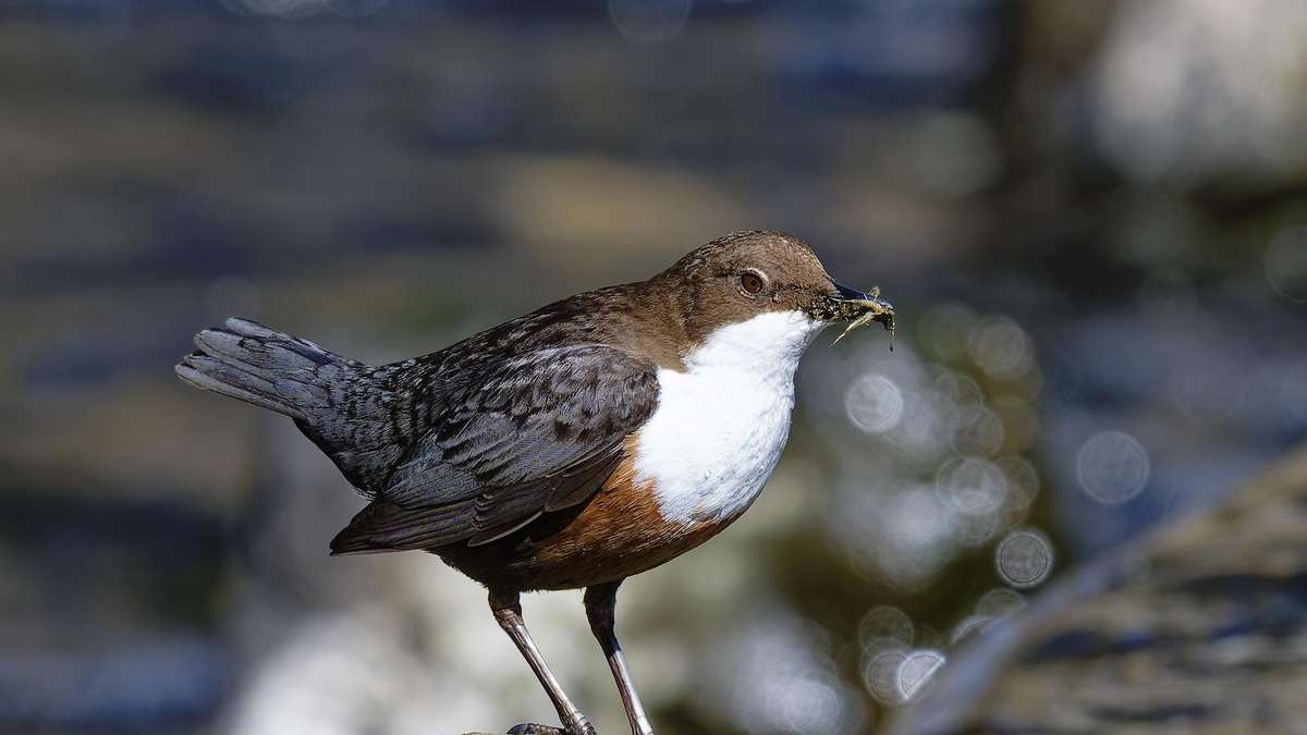 Picture of the week: Dipper looking for food