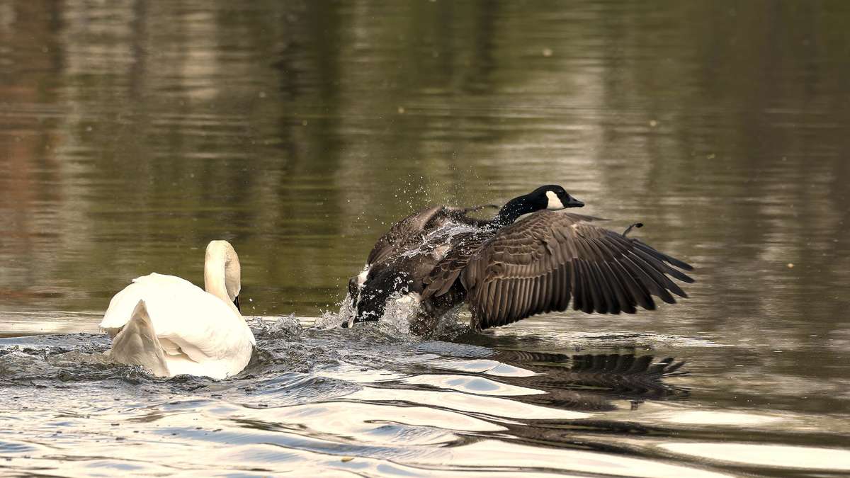 Picture of the week: Turf war at the Aueweiher