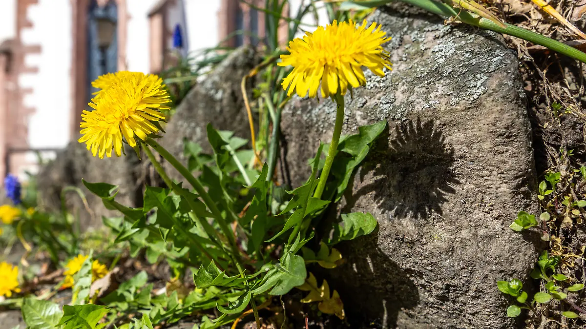 Remove dandelions? Better make dandelion syrup or dandelion butter from the weeds