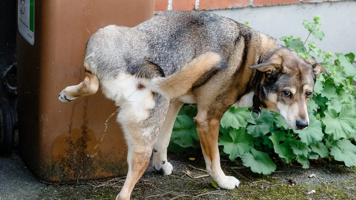 In this Italian city, owners now have to clean up dog pee