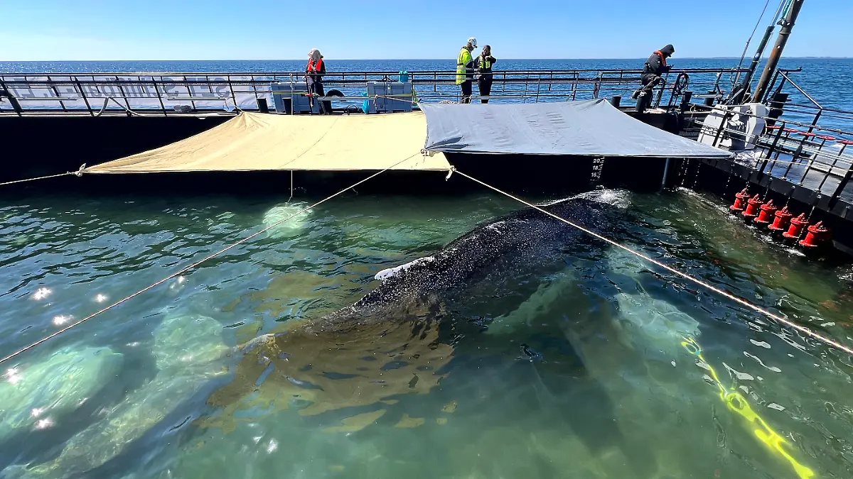 Timmy is in the open sea – attack against rescuers after transmitter breakdown!