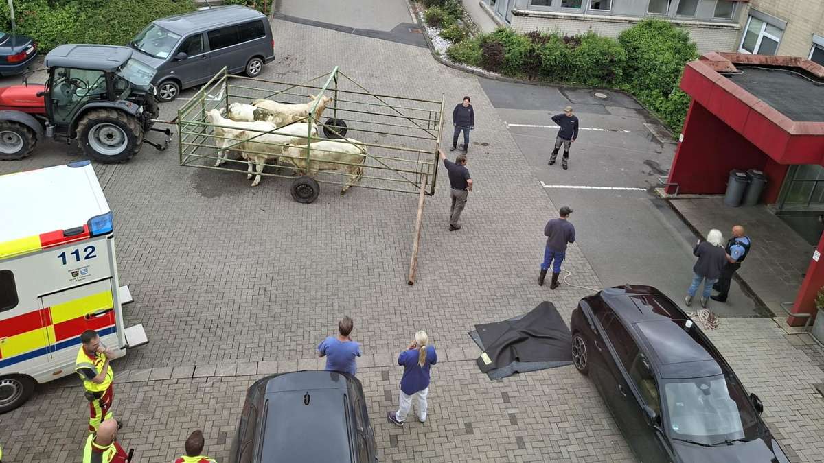 Herd of cattle storms hospital and takes stairs to surgery