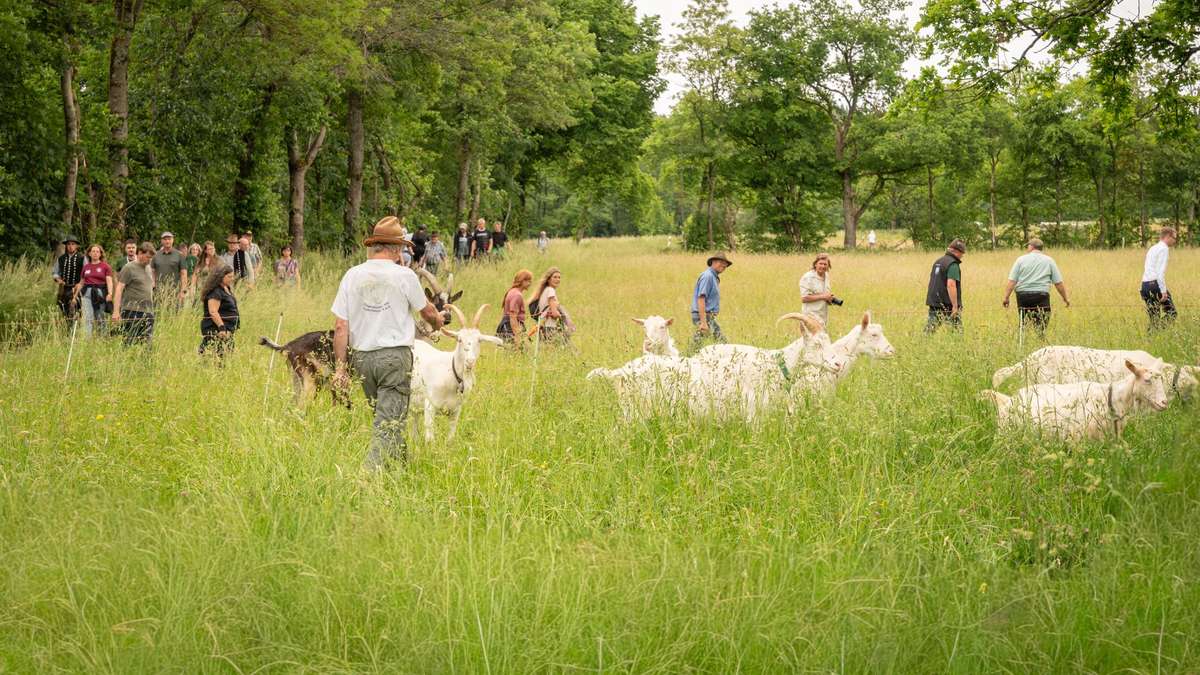 Vogelsberg celebrates mountain hay meadows: protection for valuable natural areas