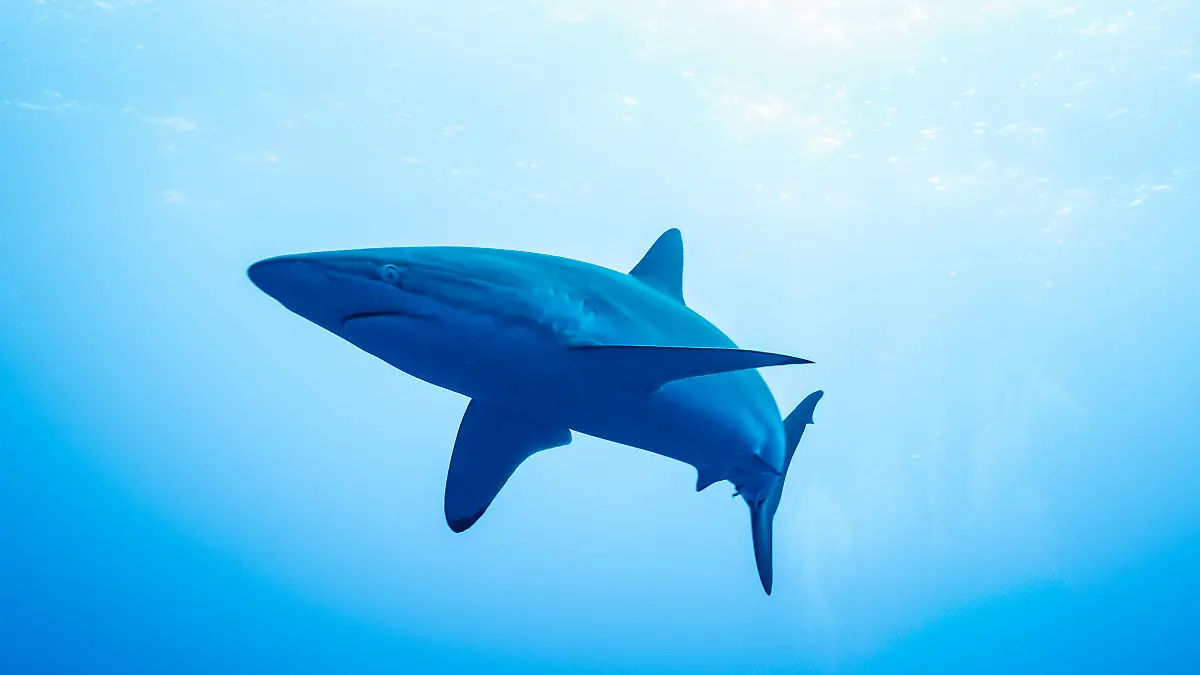 19-year-old loses leg in shark attack – one day after child was attacked!