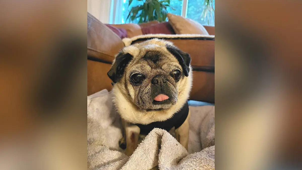 Medication too expensive, given away! Sick pug grandma Mira from Hamburg is looking for her final home